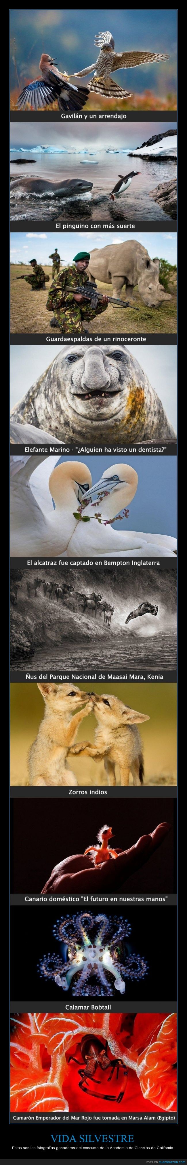 Todd Bretl,Conservacionismo,canario doméstico,Academia de Ciencias de California,BigPicture,vida silvestre,Imperdible,Pal Hermansen,Noruega,gavilán,arrendajo,pingüino,Seattle EE.UU.,rinoceronte,Ecologismo,elefante marino,Bempton,alcatraz,Inglaterra,ñu,Maasai Mara,Kenia,Sandesh Kadur,zorros indios,calamar Bobtail,Camarón emperador del Mar Rojo,Marsa Alam,Egipto